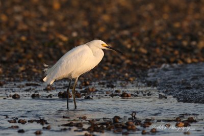 Snowy Egret pb.jpg