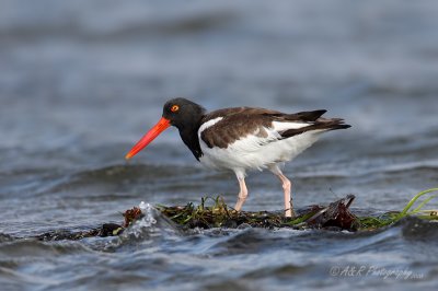 Oystercatcher pb.jpg