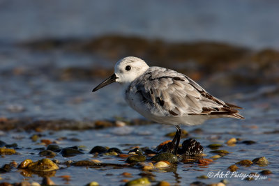 Sanderling pb.jpg