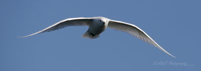 Ivory Gull 17 pb.jpg