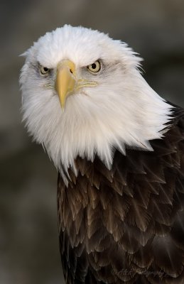 Bald Eagle 2 pb.jpg