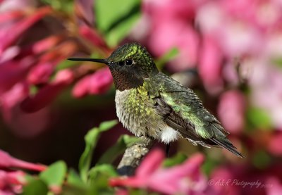 Ruby throated hummingbird pb.jpg
