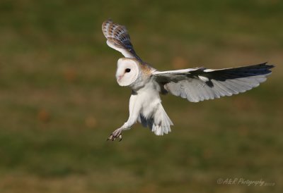 Barn Owl pb.jpg