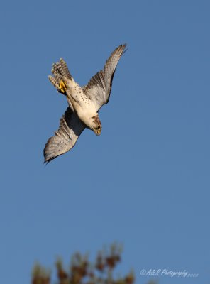 Gyr falcon pb.jpg