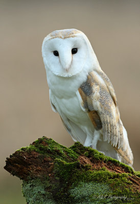 Barn Owl 2 pb.jpg