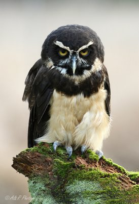 Spectacled Owl pb.jpg