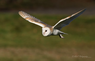 Barn Owl 3 pb.jpg