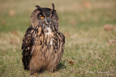 Eurasian Eagle Owl pb.jpg