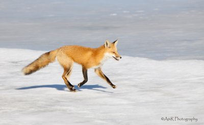 fox crossing ice pb.jpg