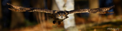 CSDS2289 pano Eurasian Eagle Owl -- Web.jpg
