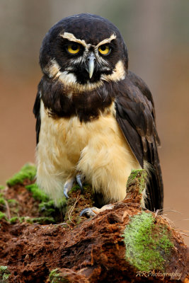 CSDS2574 Spectacled Owl - web.jpg