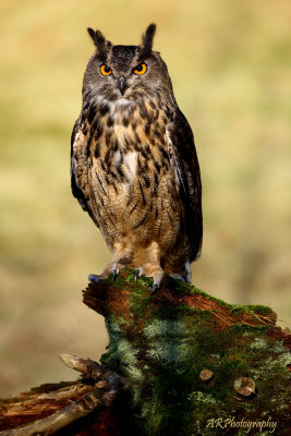 Owl on log pb.jpg
