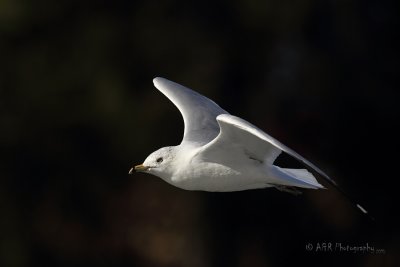 Seagull 6.jpg