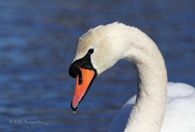 Mute Swan 3 pb.jpg
