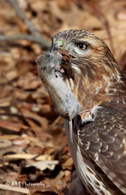 Red-Tail Hawk with catch 2 pb.jpg