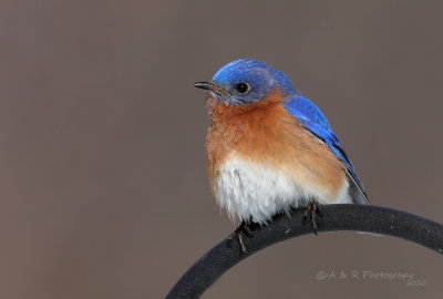 Bluebird pb.jpg