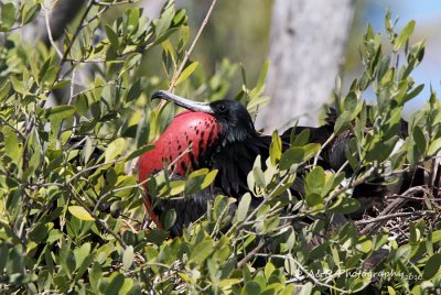 Male Frigate bird in mating display pb.jpg