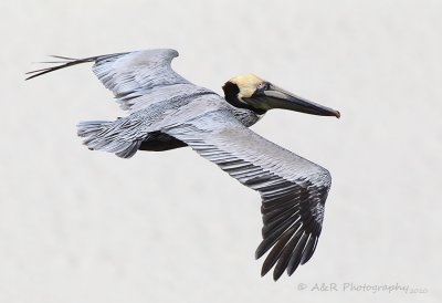 Pelican flying over the beach pb.jpg