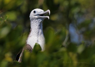 Frigate Bird on Isla Contoy pb.jpg