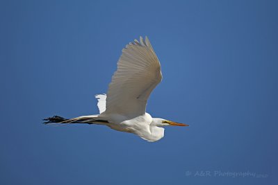 Great Egret.jpg