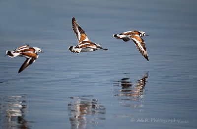 Rudy Turnstones pb.jpg