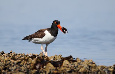 Oystercatcher with a mussel.jpg