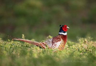 Ringneck Pheasant.jpg