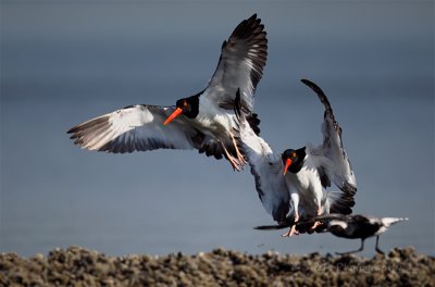 Oystercatchers and a Black-bellied plover.jpg