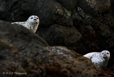 Harbor Seals pb.jpg