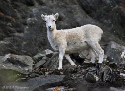 Dall Sheep Lamb pb.jpg