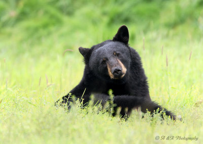Black Bear pb.jpg