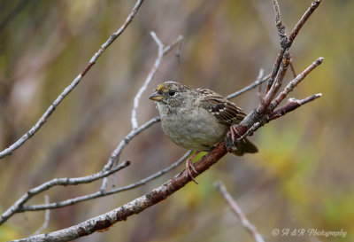 Sparrow pb.jpg