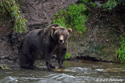 Bear at Brooks Falls pb.jpg