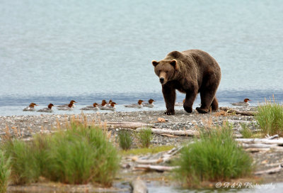 Bear and Mergansers pb.jpg