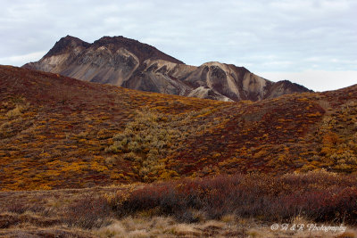 Fall color pb.jpg