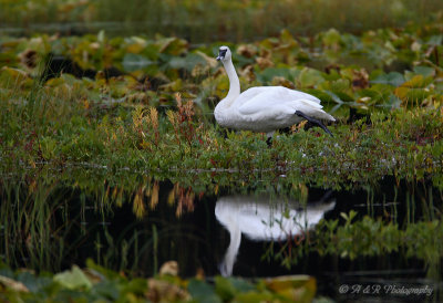 Trumpter Swan 2 pb.jpg