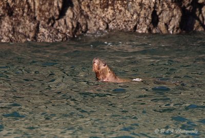 Steller Sea Lion 3 pb.jpg