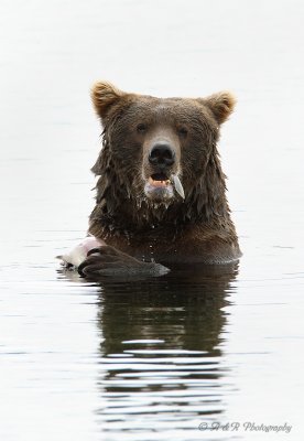 Brown Bear 10 pb.jpg