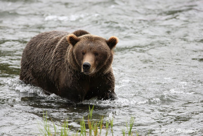 Brown Bear 9 pb.jpg