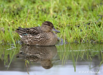 Green Winged Teal