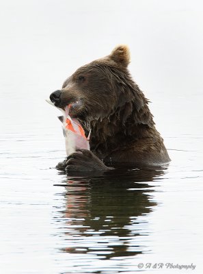 Brown Bear 11 pb.jpg