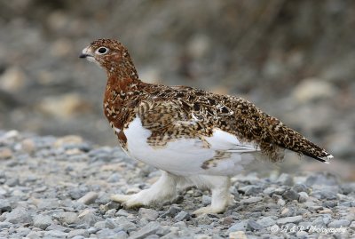 Willow Ptarmigan 2 pb.jpg