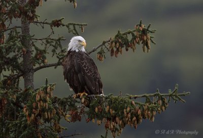 Bald Eagle 5 pb.jpg