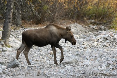 Moose calf pb.jpg