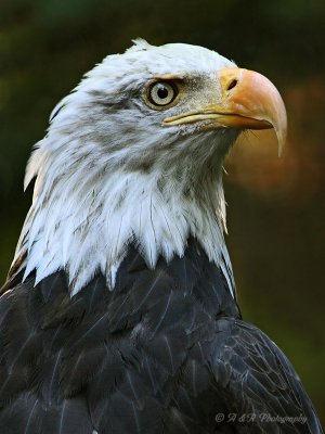 Eagle Portrait pb.jpg