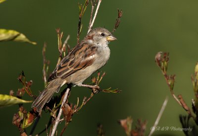 House Sparrow pb.jpg