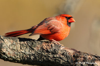 Northern Cardinal pb.jpg