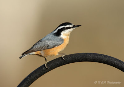 Red-Breasted Nuthatch pb.jpg