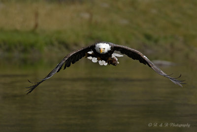 Eagle with catch pb.jpg