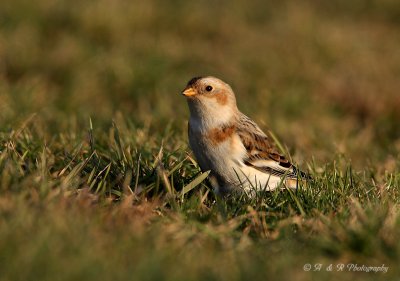 Snow Bunting 2 pb.jpg